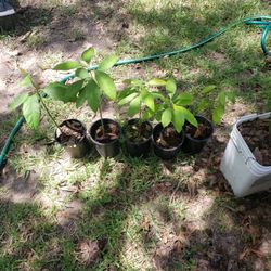 Arbol Avocado Chiquito 