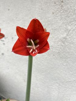 Amarilis