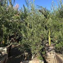 Olive Tree