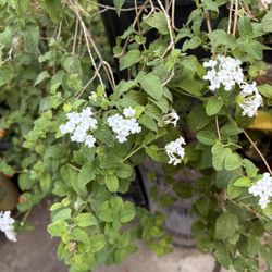 Lantana Blanca