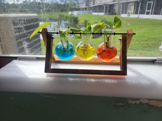 Colorful Plant 🪴