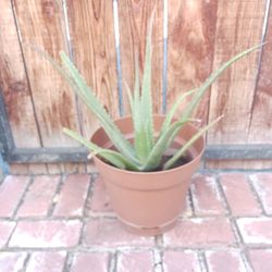 Big Aloe Vera Plant 