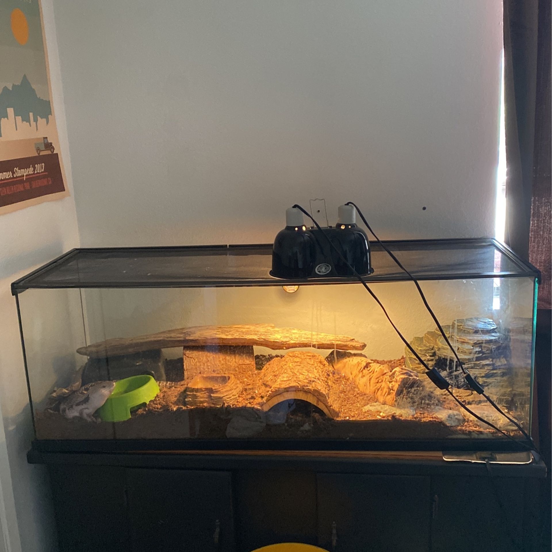 Blue Tongued Skink Tank