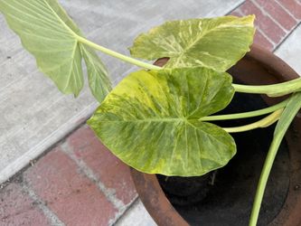 Alocasia Gageana Aurea Cutting Variegated Elephant Ear Plant