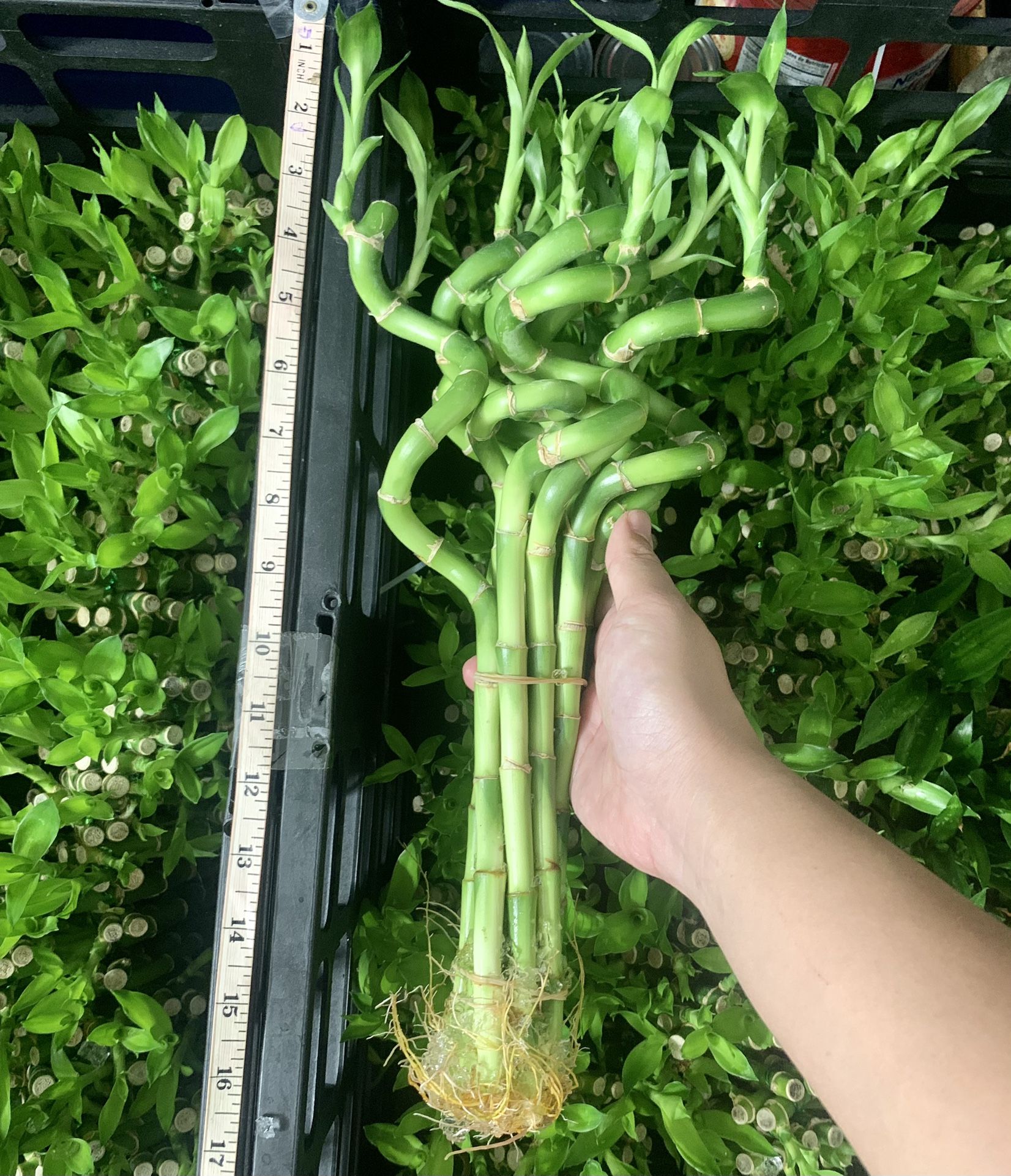 SHIPPING AVAILABLE Spiral Lucky Bamboo Live Indoor Plant $18/bundle (10 Stalks/Bundle)