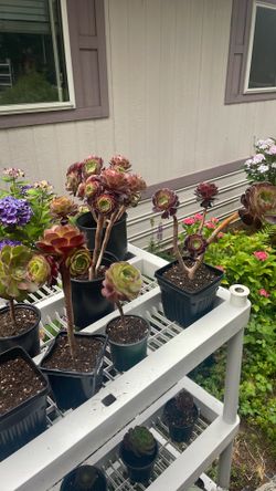 Aeonium