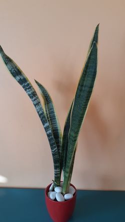 Natural 30" sansevieria plant/ golden snake plants in 5" ceramic pot