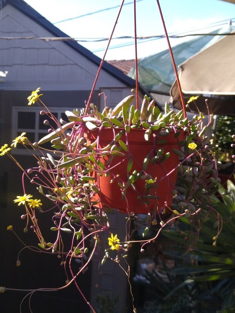 SUCCULENT RUBY NECKLACE HANGING PLANT