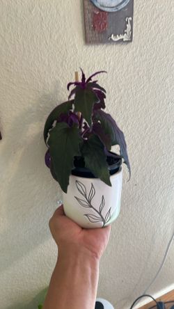 Indoor plants purple passion plant