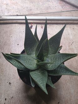 Aloe cha cha plant
