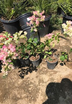 I’m selling pretty colors of bougainvillea.