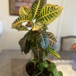 Plant
