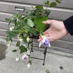 Fucshia Plant Quasar In One Gallon Pot (not Common Color )