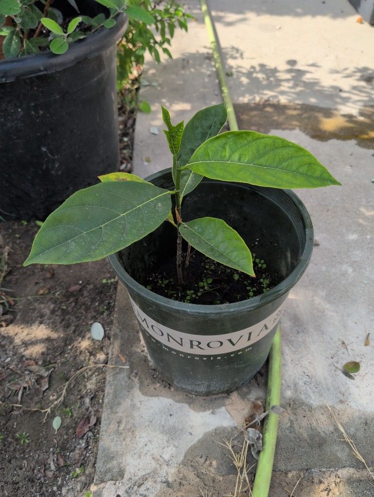 Jackfruit Trees Healthy And Grown Organicly / Garden Exotic Fruits Plants Organic Jack Fruit Asian Plants