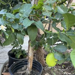 Fruiting eureka lemon tree