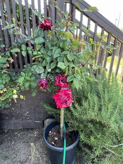 Rose Plant
