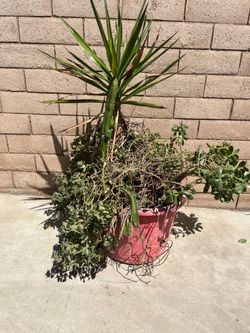 Big plants