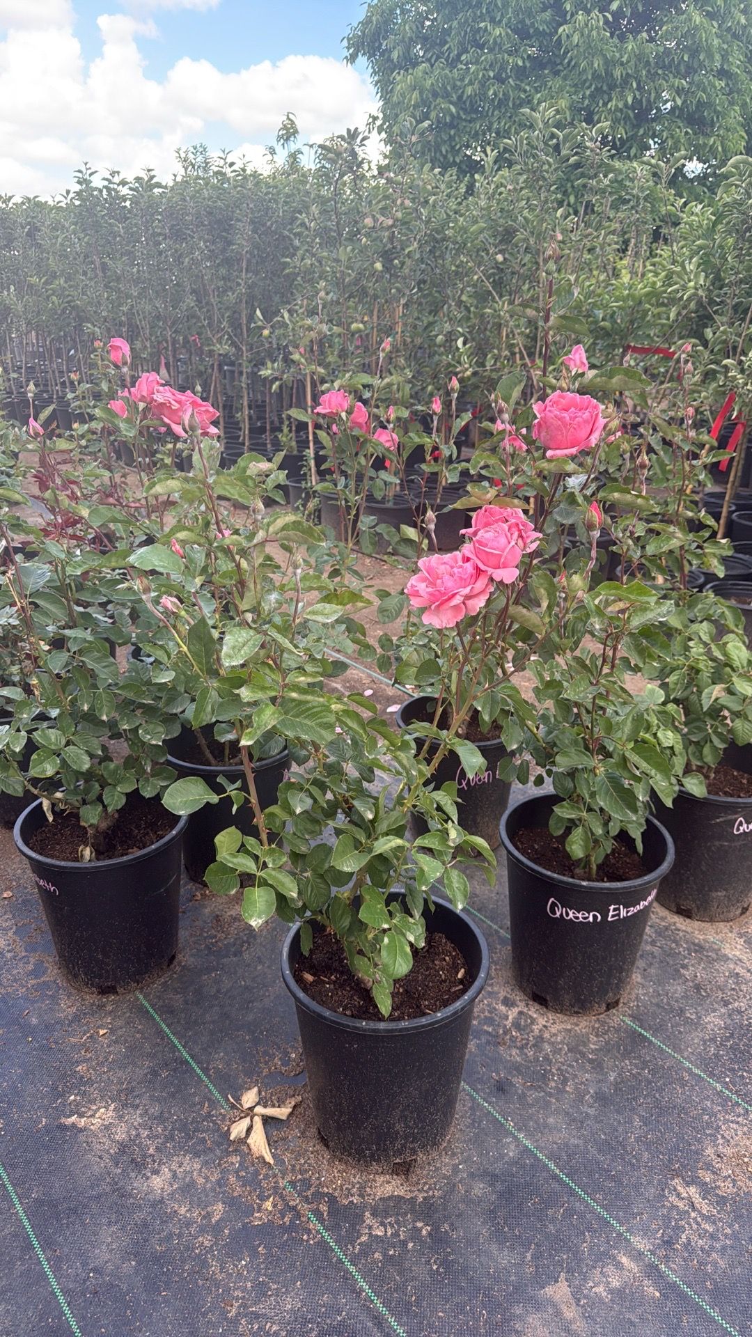🌹 Queen Elizabeth Rosebush (Grandiflora Rose)