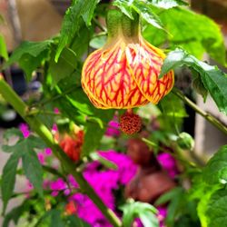 Tigers Eye Abutilon 