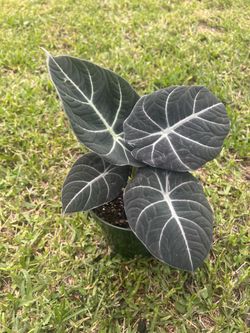 ALOCASIA BLACK VELVET (6” Pot)