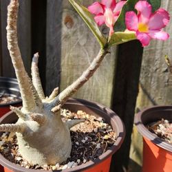 Desert Rose 