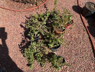 Elephant bush