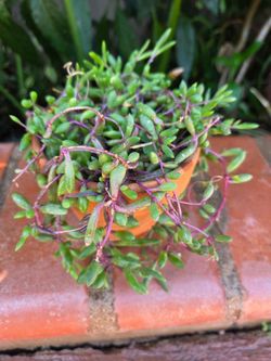Suculent Platanillo Plant