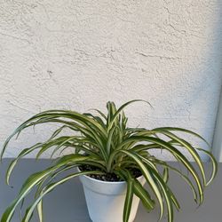 Variegated Spider Plant 