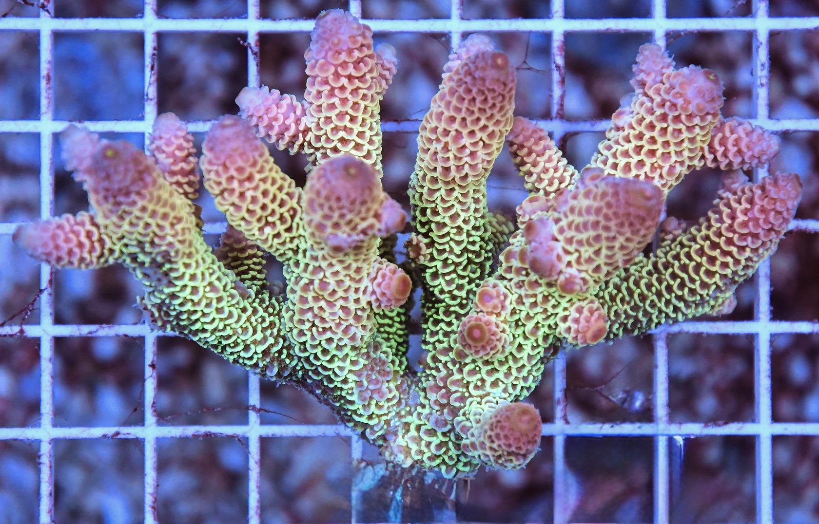Beautiful Plastic Rainbow Colony