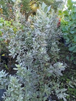 Silver Buttonwood Privacy Hedge Plants 7gl 🌿$16