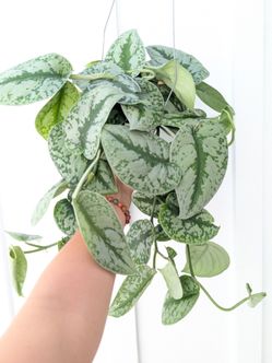 Scindapsus Pictus Exotica Silver Satin Pothos Plant 6" Pot - Indoor House Plants