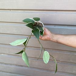 4” hoya macrophylla $17 each