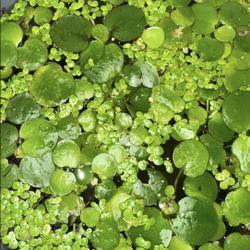 Giant Duckweed