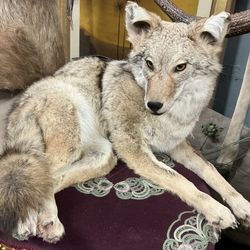 TAXIDERMY COYOTE