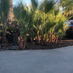 Free Baby Fan Palms You Dig