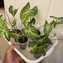 $4 Each | 🔥 CLEARANCE SALE | Syngonium “White Butterfly ” | Arrowhead Plant