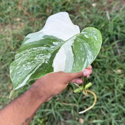 Monstera Albo Borsigiana Variegated  Rooted 1 Leaf. *High Var*