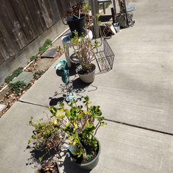 Plants & Yard Decor 
