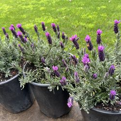 Spanish Blue Lavender Flowering 15$ Each