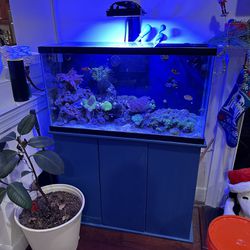 40 Gallon Fish Tank With Sump Filter And More 