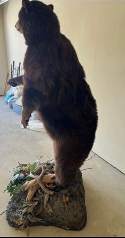 Mount .Black bear 6’ tall