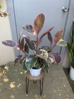 Ficus Elastica Ruby Rubber House Plant 6” Pot