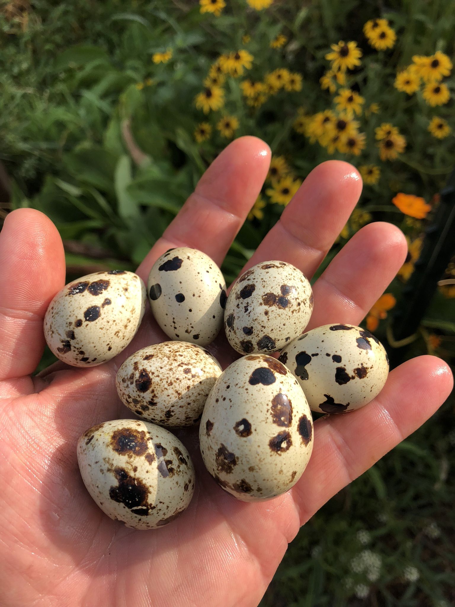 Organic Quail Eggs