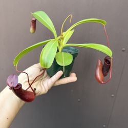 Rare Nepenthes Lowii In 4” Pot 