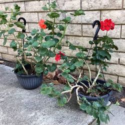 Geranium Different Red Flowers Plants