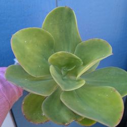 Echeveria Pallida 