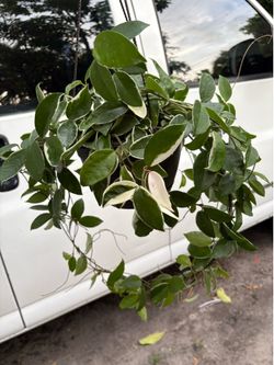 Hoya krimson Queen large