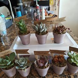 Succulents Party Favors In 2.5" Lavender Terracotta Pots