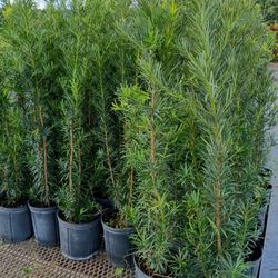 Huge Podocarpus Over 4 Feet Tall Instant Privacy Hedge For Fence