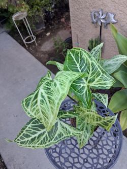 Syngonium BATIK Plant $18